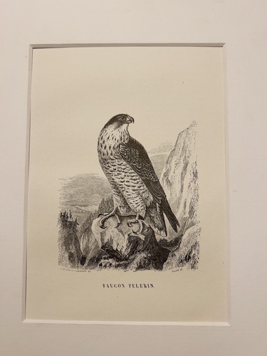 Antique steel engraving falcon - antique,
